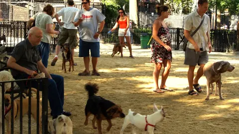 Owners and dogs inside the Tompkins Square Big Dog Run in Manhattan